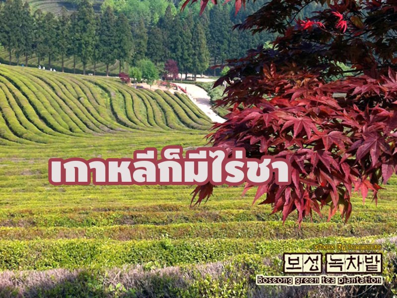 ตะลุยไร่ชาพร้อมพาไปชินชอน