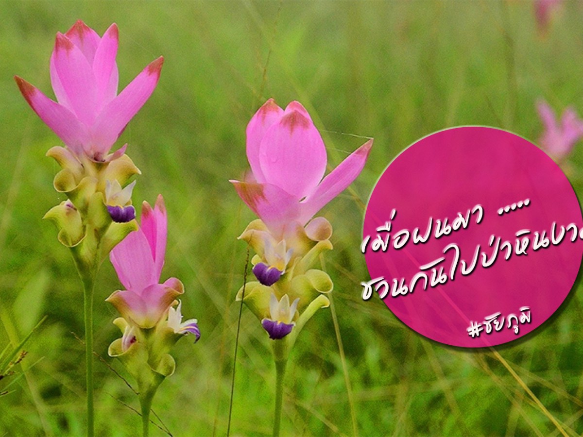 ดูดอกกระเจียวที่ป่าหินงาม