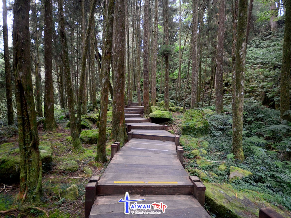 ไต้หวัน 9 วัน (แน่ะ!) ตอนสอง เที่ยวป่าอาลีซาน