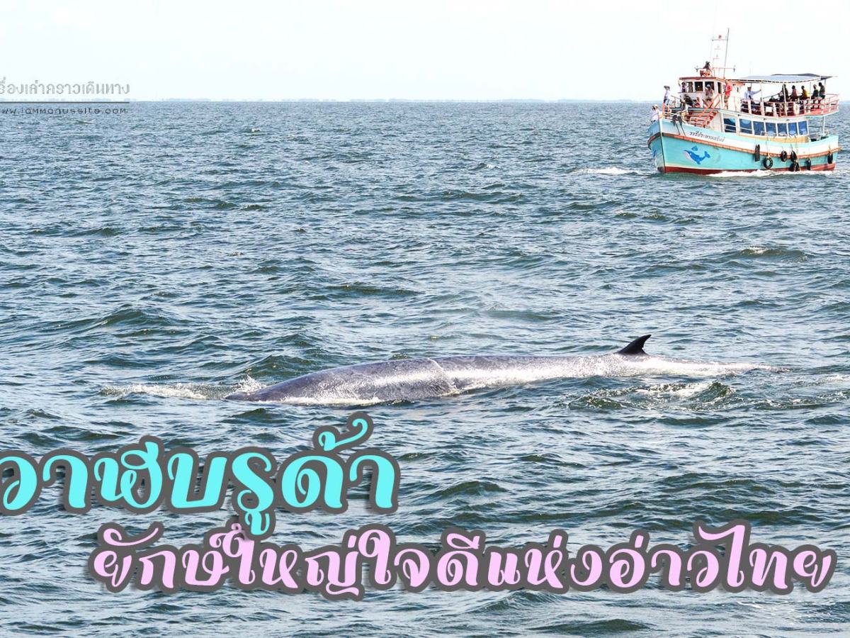 วาฬบรูด้า ยักษ์ใหญ่ใจดีแห่งอ่าวไทย