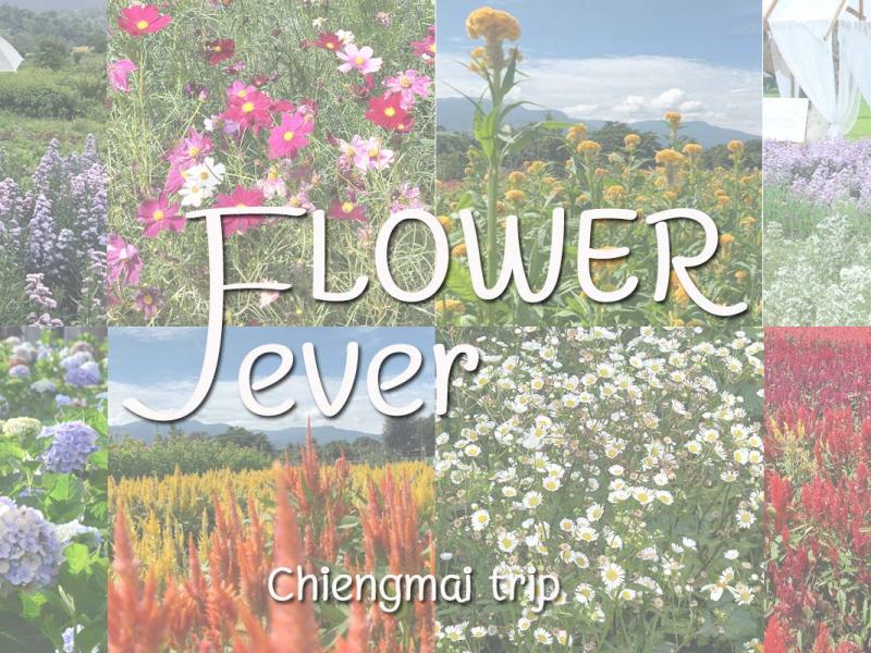 แอ่วเชียงใหม่ ตอน Flower&nbsp;Fever