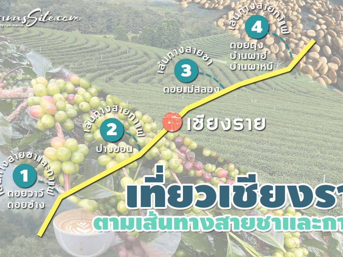 เชียงราย || เส้นทางสายชาและกาแฟ
