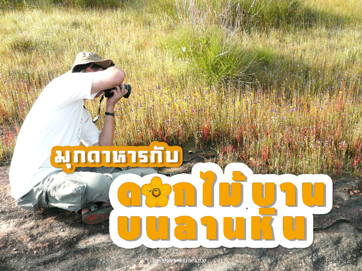 ดอกไม้บานบนลานหิน