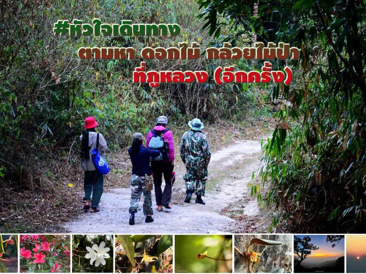 #หัวใจเดินทาง ดอกไม้ กล้วยไม้ป่า&nbsp;ที่ภูหลวง