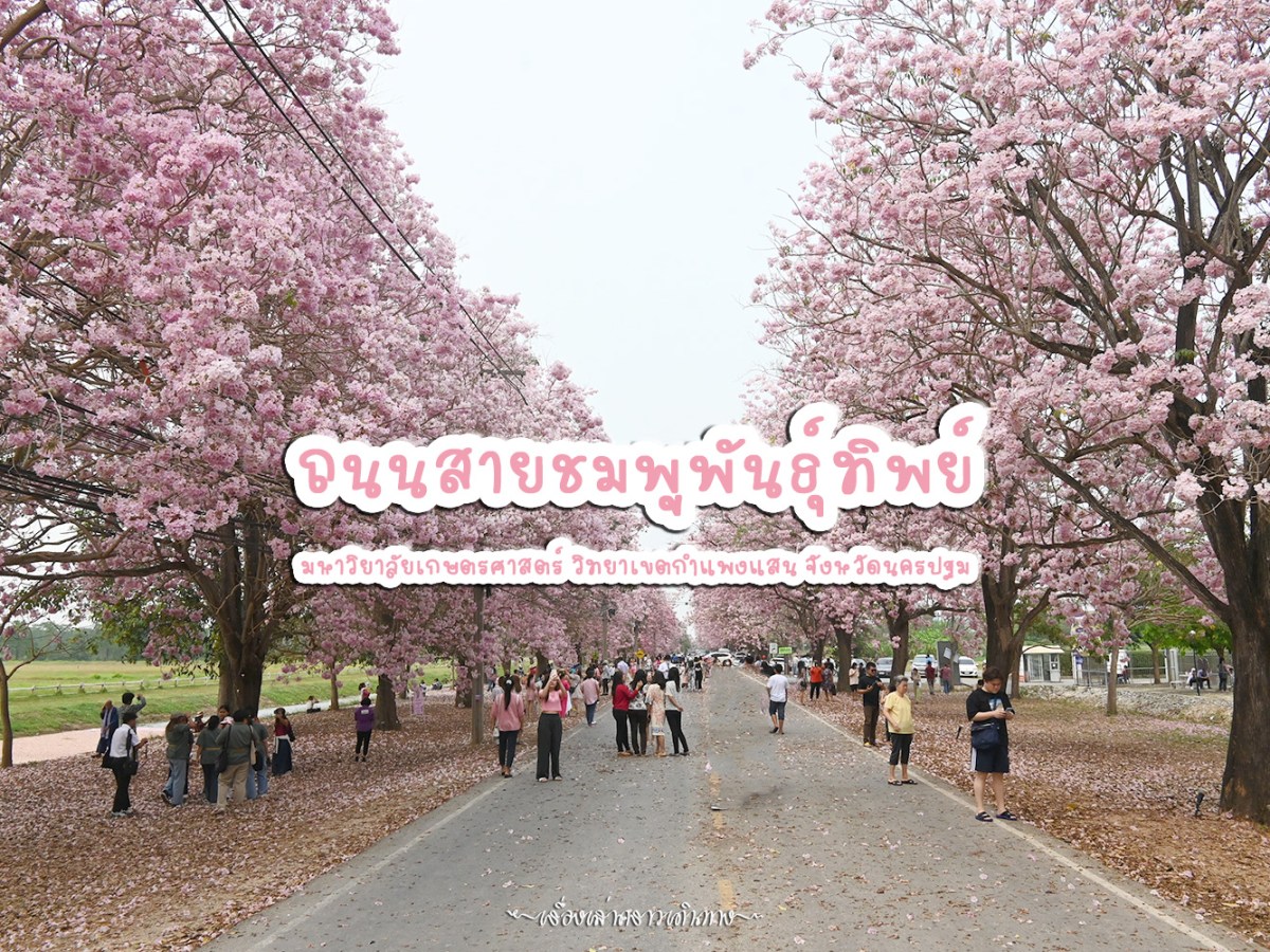 ถนนสายชมพูพันธุ์ทิพย์