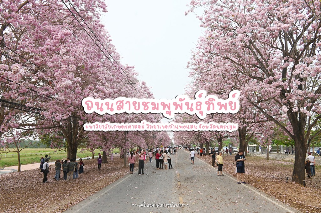 ถนนสายชมพูพันธุ์ทิพย์