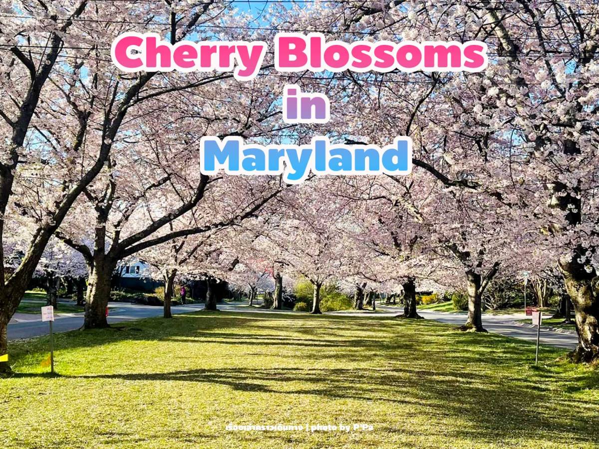 อเมริกาก็มีซากุระ