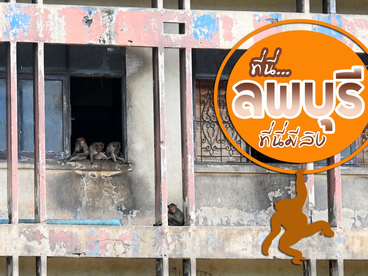 ที่นี่…ลพบุรี ที่นี่มีลิง