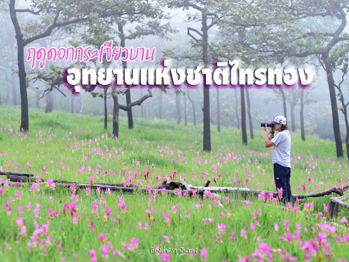 ดอกกระเจียวบาน อุทยานแห่งชาติไทรทอง