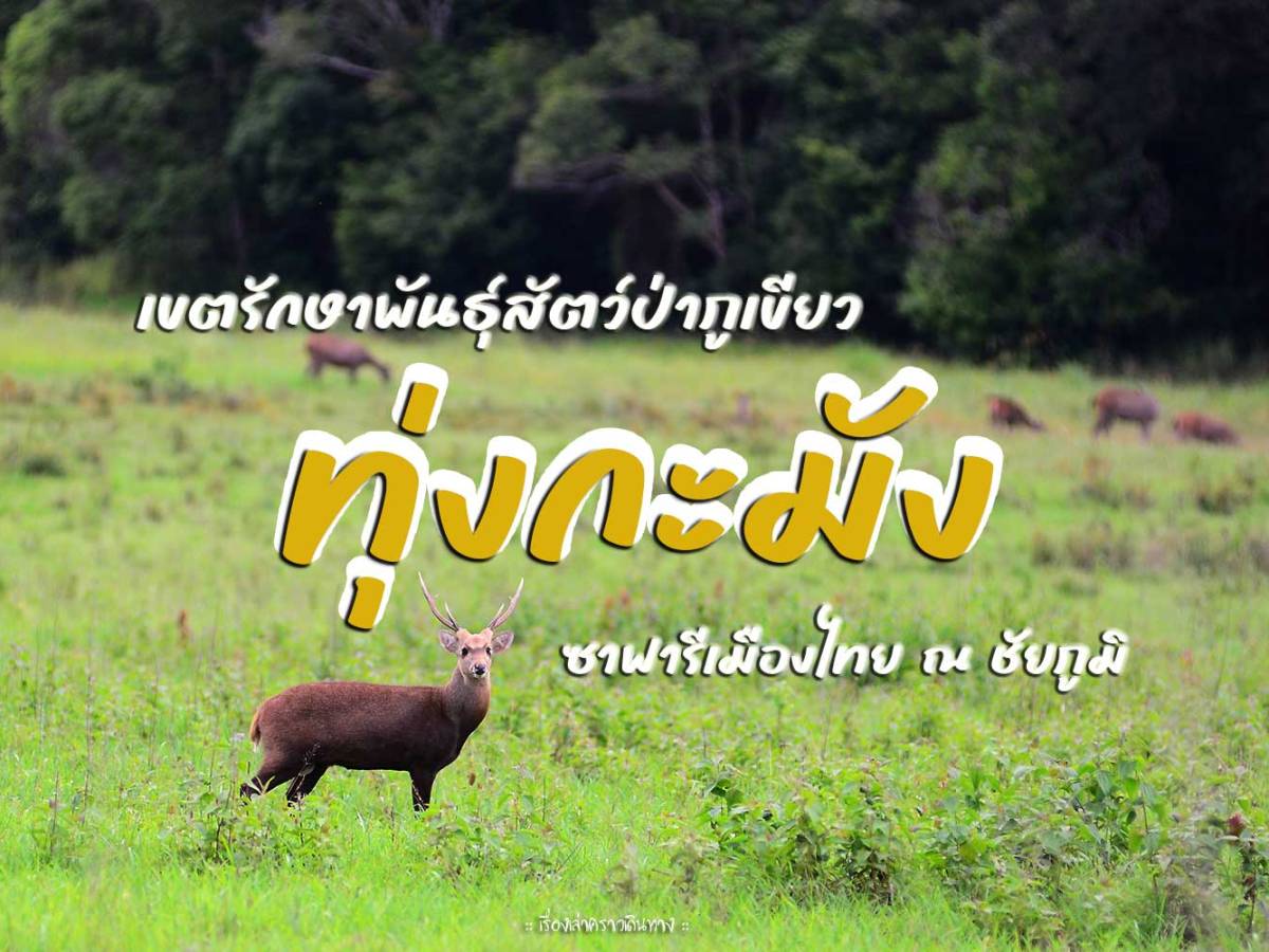 ทุ่งกะมัง ซาฟารีเมืองไทย ณ&nbsp;ชัยภูมิ