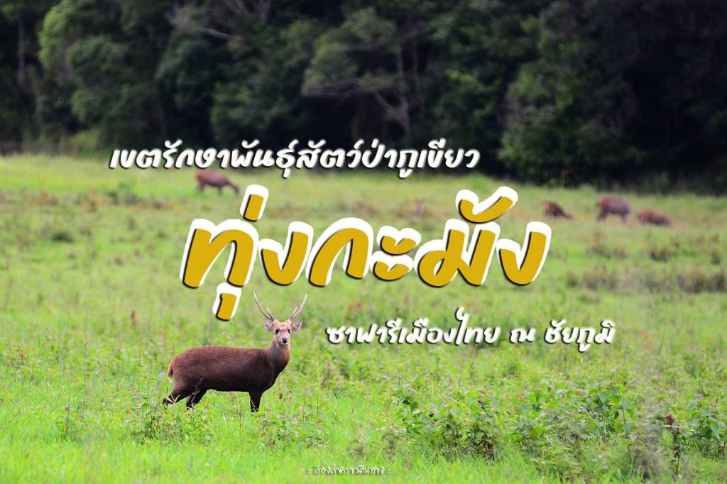 ทุ่งกะมัง ซาฟารีเมืองไทย ณ&nbsp;ชัยภูมิ
